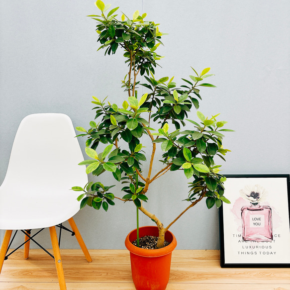 現品］【希少】2番 フランスゴムノキ ユキ 8号 観葉植物 室内