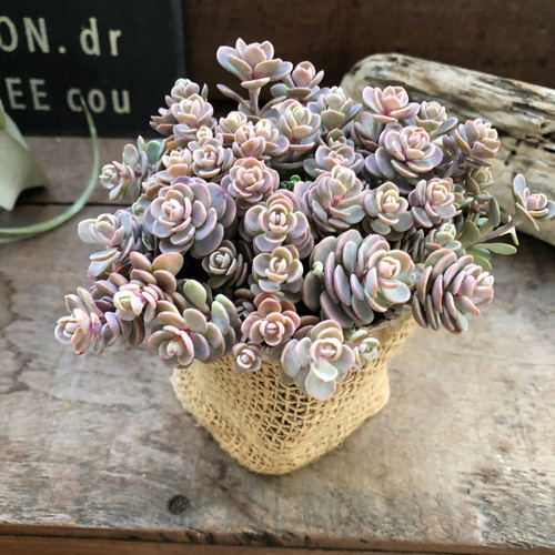 ブルーエルフ♡希少♡セダム♡多肉植物♡ 人造花 パリジェンヌ 的作品