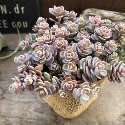 ブルーエルフ♡希少♡セダム♡多肉植物♡ アートフラワー パリジェンヌ