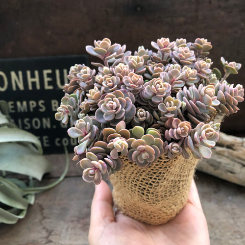 ブルーエルフ錦 多肉植物