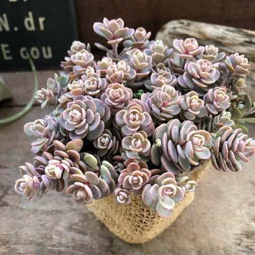 ブルーエルフ♡希少♡セダム♡多肉植物♡ アートフラワー パリジェンヌ