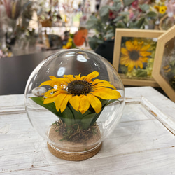 アンティーク 最後の晩餐 ドームガラス ドライフラワー オルモル装飾風銅のパネル Amazon｜Lulu's ルルズ お花畑の箱庭 正方形フレーム ガラス