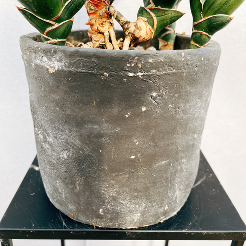 楽天市場】観葉植物 サンスベリア サムライドワーフ : plant life