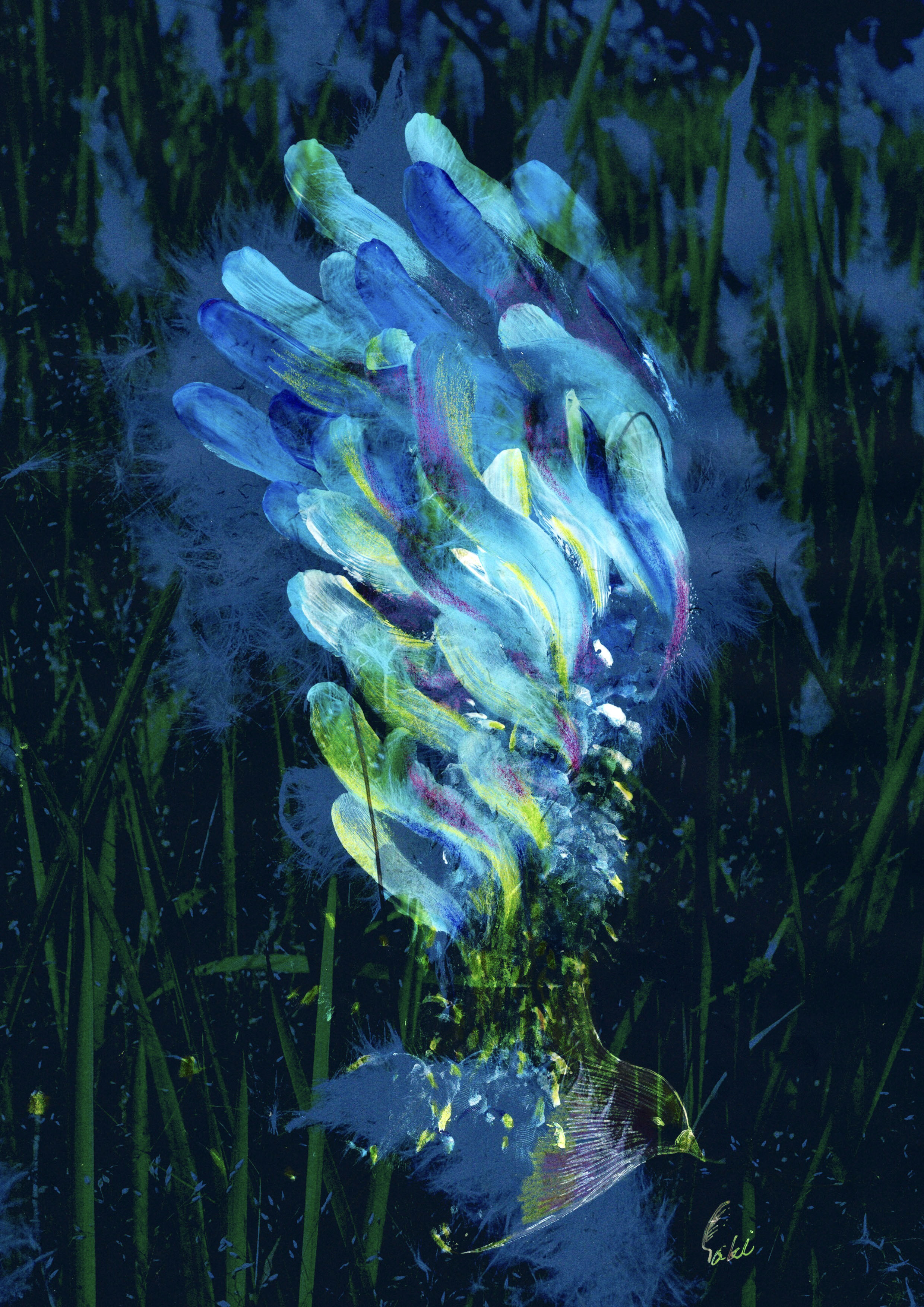 写真　鳥の羽　アート