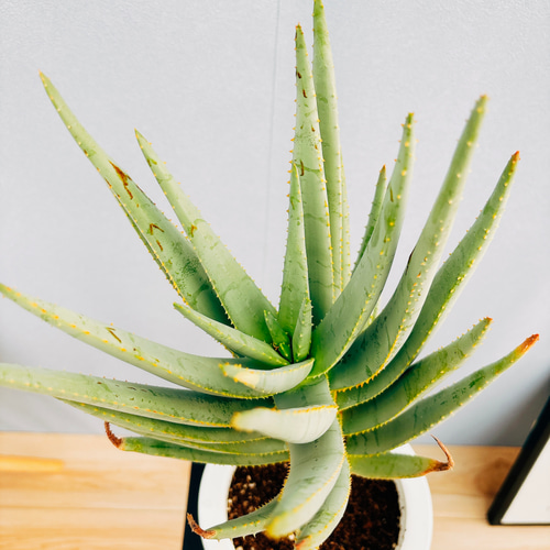 売約済※ アロエ デコトマ 【現品】観葉植物 室内 6号 2024 アロエ