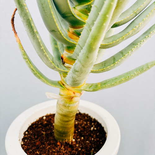 ［現品］B4 アロエディコトマ　6号　観葉植物　室内　屋外　おしゃれ　多肉植物 現品］アロエ ディコトマ 6号 観葉植物 室内 屋外 おしゃれ