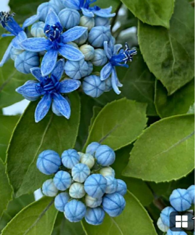 常緑紫陽花【青の瞳】茶花  花自体は小さいですが普通の紫陽花とは全く違った趣がありつぼみから実りへ 身近で楽しめる紫陽花