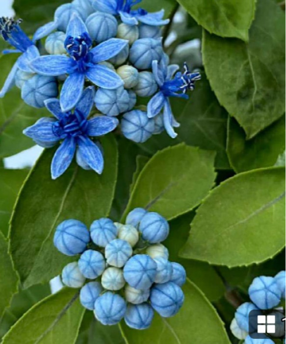 常緑紫陽花【青の瞳】茶花 花自体は小さいですが普通の紫陽花とは全く 