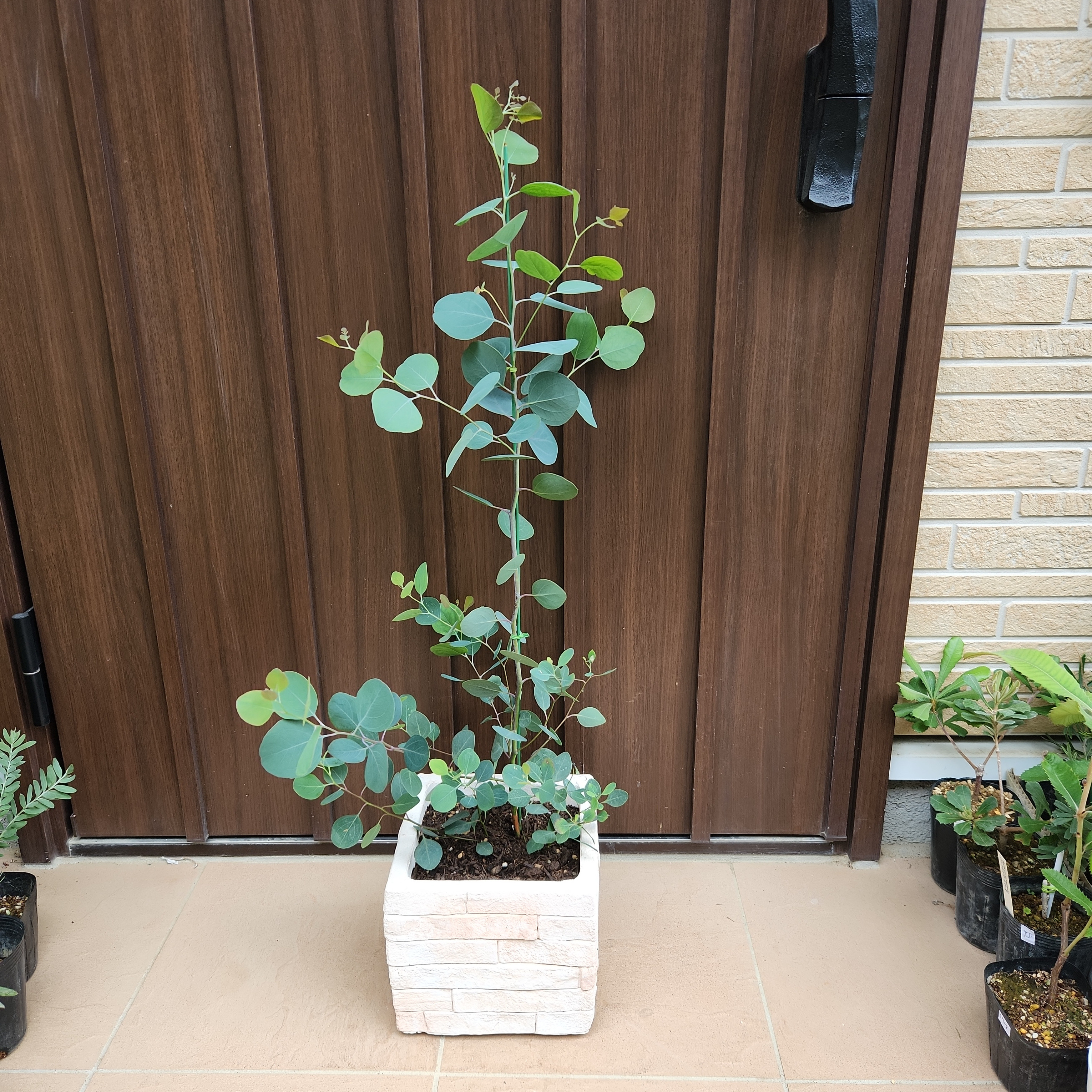 まん丸葉が可愛い❤️ユーカリ ポポラス レンガ風石膏鉢植え 観葉植物