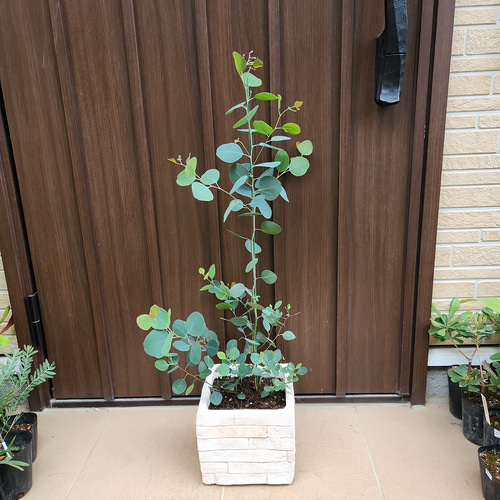 本格派ま！ まん丸葉が可愛い❤️ユーカリ レンガ風石膏鉢植え ポポラス 常緑樹