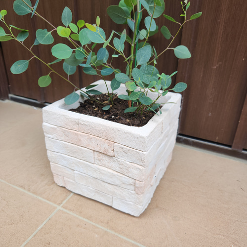 まん丸葉が可愛い❤️ユーカリ ポポラス レンガ風石膏鉢植え 観葉植物