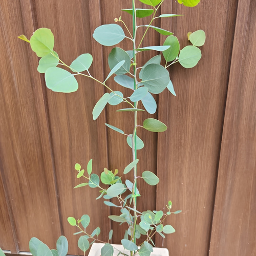 まん丸葉が可愛い❤️ユーカリ ポポラス レンガ風石膏鉢植え