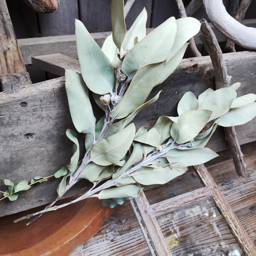 ドライフラワー テトラゴナナッツ 2本 アレンジメント インテリア  