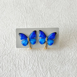 蝶 標本タイプ額 （オオルリアゲハ・ヘレノールモルフォ) フォト