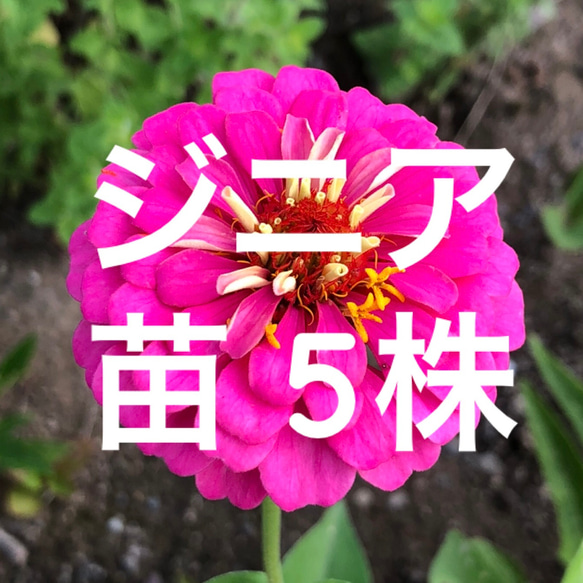 2818 西ベルリン 社会福祉 森の野草の花 4種完 1978年 2818 西ベルリン 社会福祉 森の野草の花 4種完 1978年