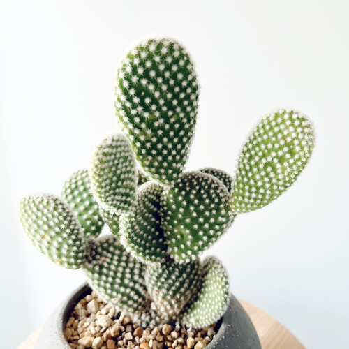 ウサギの耳 バニーカクタス サボテン 陶器鉢 観葉植物 calm cafe 多肉