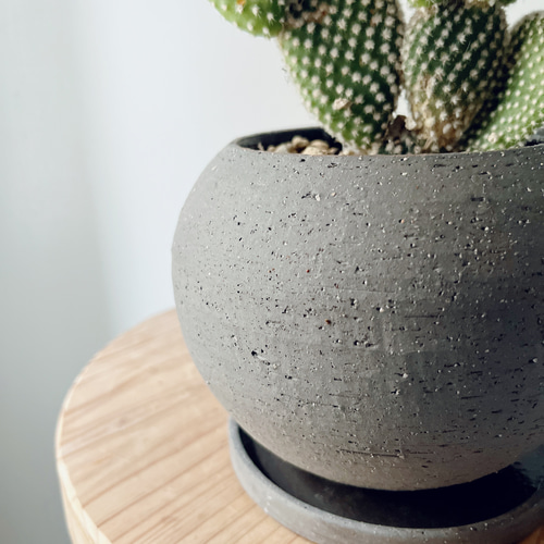 ウサギの耳 バニーカクタス サボテン 陶器鉢 観葉植物 calm cafe 多肉