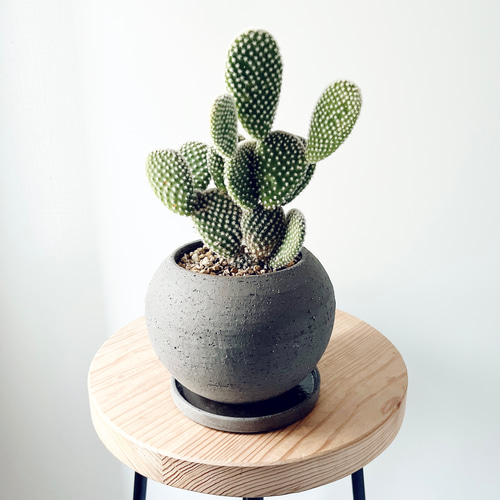 うさぎちゃんの耳 ⭐️バニーカクタス キンエボシ⭐️サボテン 多肉