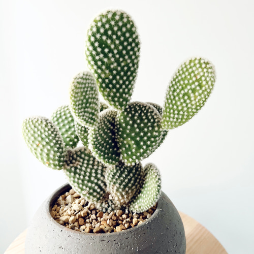 ウサギの耳 バニーカクタス サボテン 陶器鉢 観葉植物 calm cafe 多肉