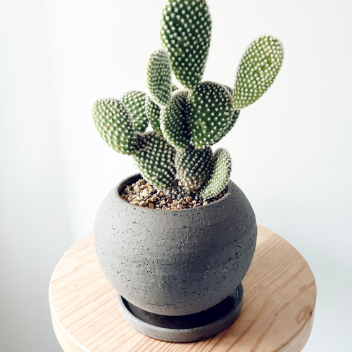 ウサギの耳 バニーカクタス サボテン 陶器鉢 観葉植物 calm cafe 多肉