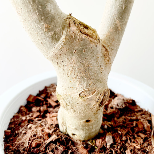 一点もの】622. フィカス ウンベラータ 朴立ち Y字仕立て 大型 幹太