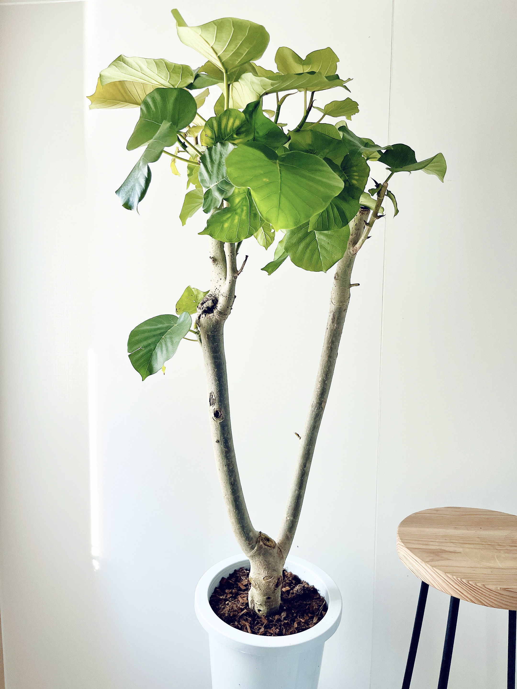 観葉植物 calm cafe Lサイズ 大切なウンベラータ