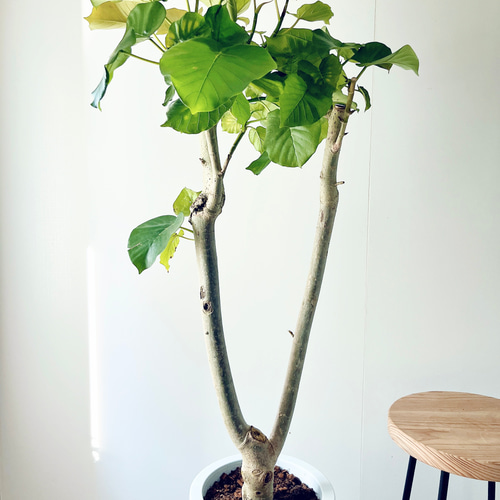 大切なウンベラータ Lサイズ 観葉植物 calm cafe 大切なウンベラータ Lサイズ 観葉植物 calm cafe