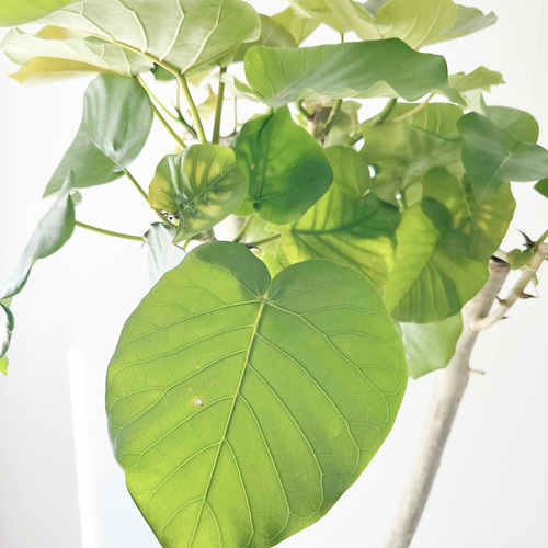 一点もの】622. フィカス ウンベラータ 朴立ち Y字仕立て 大型 幹太