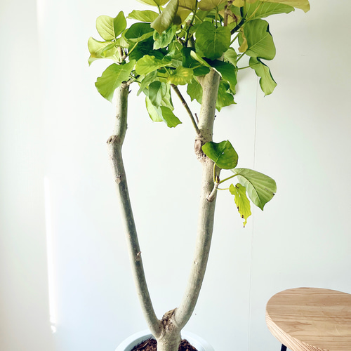 一点もの】622. フィカス ウンベラータ 朴立ち Y字仕立て 大型 幹太