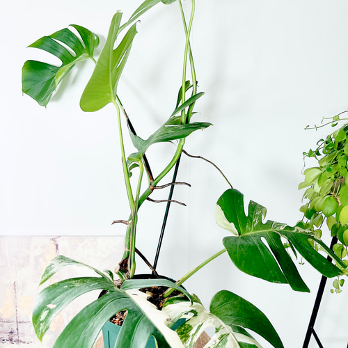 極美斑入り モンステラ ホワイトタイガー 69cm 希少 人気 観葉植物 超希少 モンステラ ホワイトタイガー 3寸水苔植え - MIHOEN'S