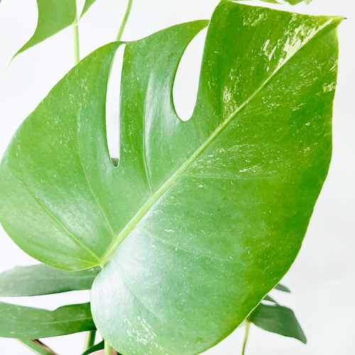 極美斑入り モンステラ ホワイトタイガー 51cm 希少 人気 観葉植物 希少》604. 斑入りモンステラ ホワイトタイガー 観葉植物 室内