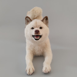 羊毛フェルト ボストンテリアさん 羊毛フェルト 羊毛わんこ 福や工房