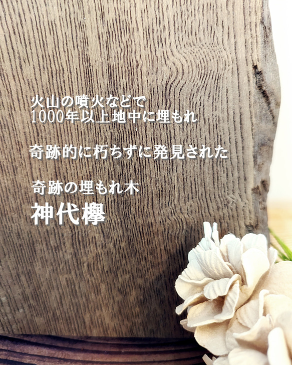 神代木の結婚証明書　神代欅1 
