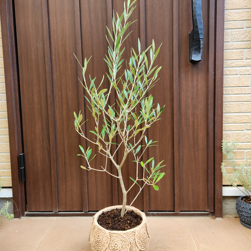 オリーブ エルグレコ ホワイト陶器鉢植え 苗 シンボルツリーに