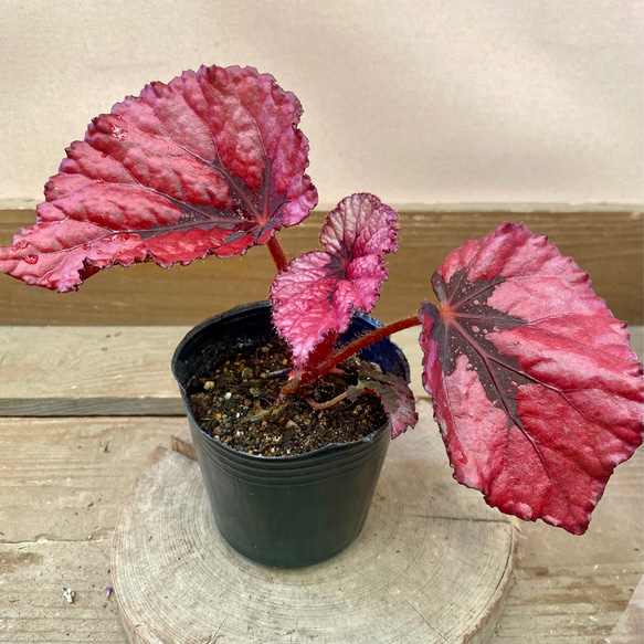 苗 レックスベゴニア ルビースリーパーズ アートフラワー plant life