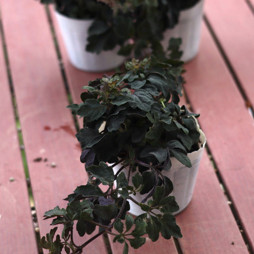 ミカニア デンタータ 挿し穂 20cm 2本 （寄せ植え＊ミカニア 