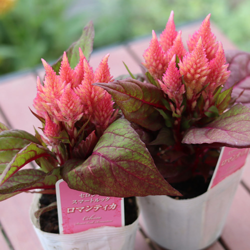 アンティークカラーのケイトウ『セロシア スマートルック ロマンティカ