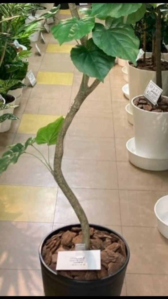 光触媒 人工観葉植物 ウォールグリーン フェイクグリーン ウンベラータ