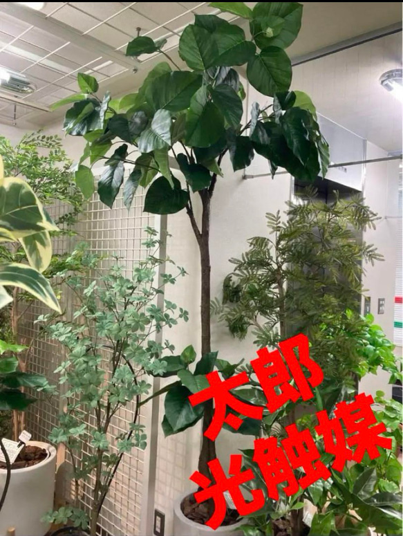 光触媒 人工観葉植物 ウォールグリーン フェイクグリーン 光触媒 人工観葉植物 ウォールグリーン フェイクグリーン