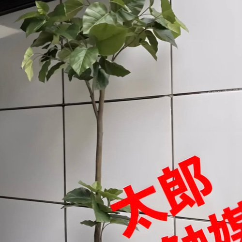 光触媒 人工観葉植物 ウォールグリーン フェイクグリーン 光触媒 人工観葉植物 ウォールグリーン フェイクグリーン