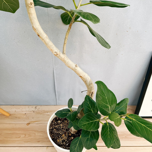 フィカス ベンガレンシス 曲がり 6【現品】観葉植物 大型 室内 フィカス ベンガレンシス 曲がり 6【現品】観葉植物 大型 室内