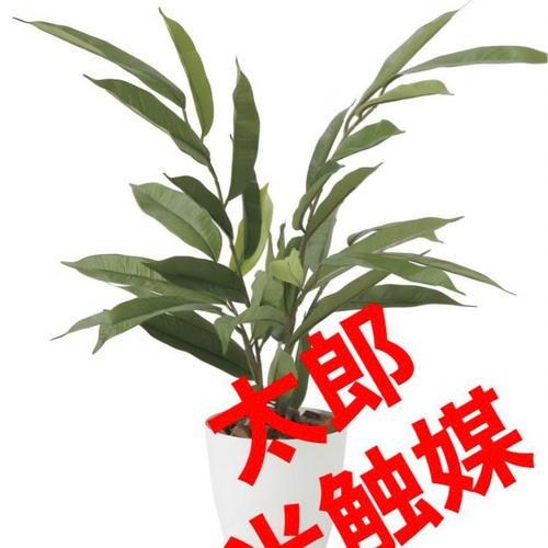 光触媒 人工観葉植物 フェイクグリーン アムステルラバーキング