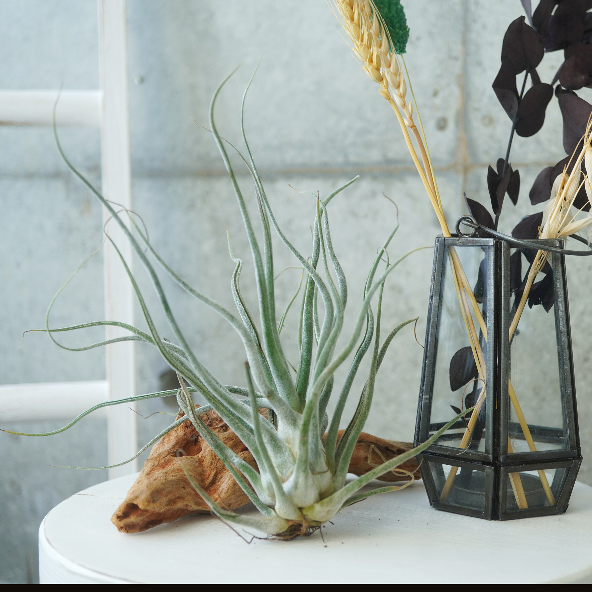 チランジア　タイ　Tillandsia Ty 美しすぎる壺型チランジア 【タイ】その特徴や相場は？