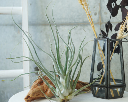 チランジア　タイ　Tillandsia Ty チランジア・タイ（ティー） Tillandsia Ty (T. ehlersiana X T