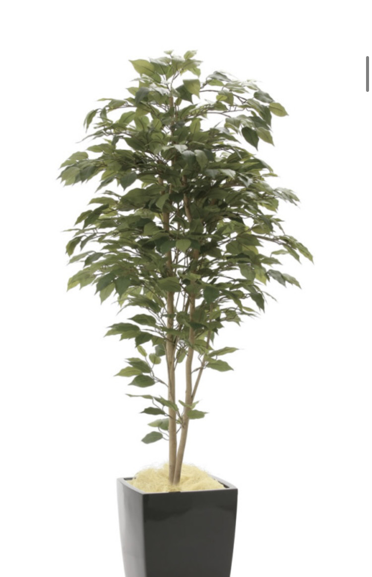 光触媒　人工観葉植物　ウォールグリーン　フェイクグリーン　アーバンベンジャミン1.8