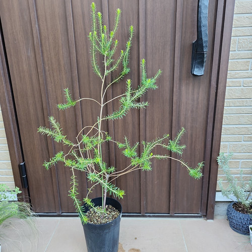 ヒースバンクシア エリシフォリア 5.5号鉢 Amazon.co.jp