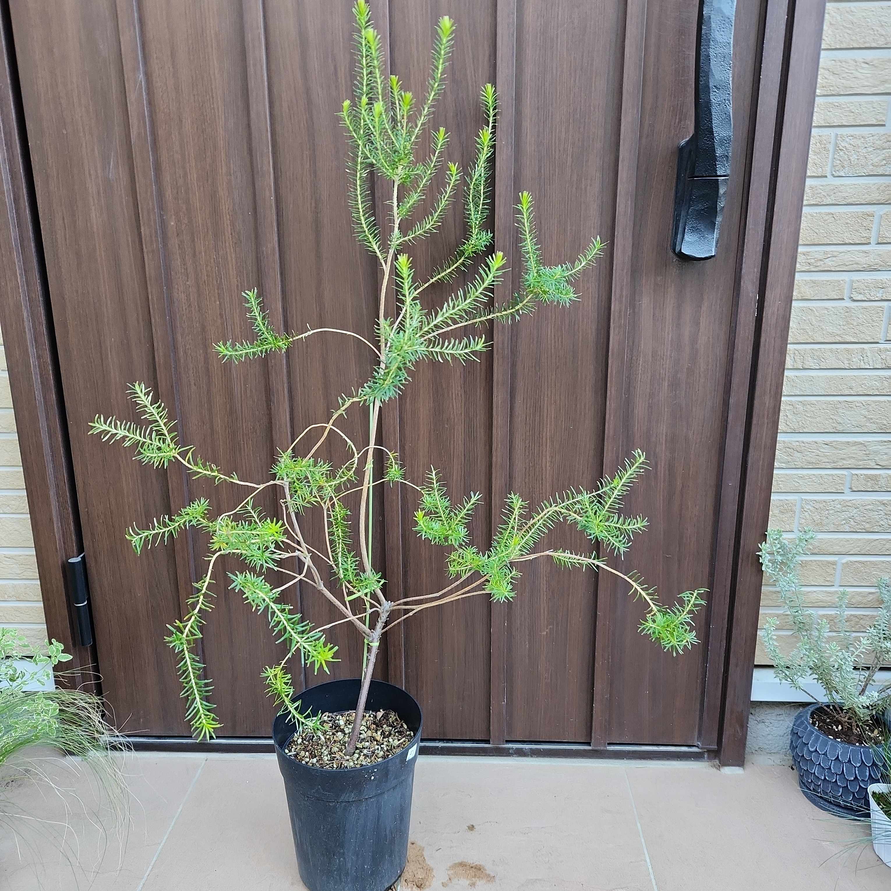 大型 ヒースバンクシア (エリシフォリア) ポット鉢植え51