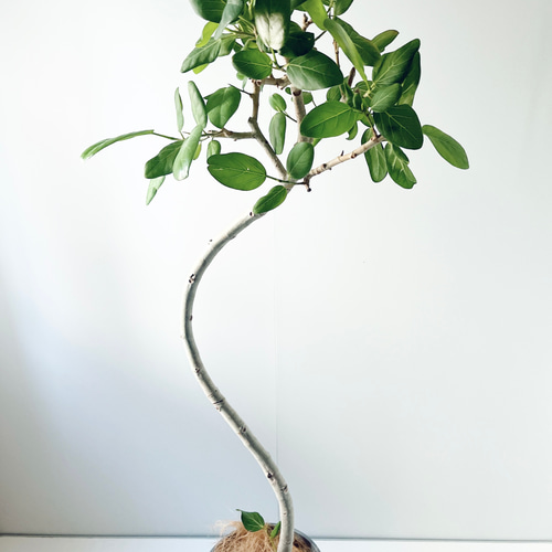 沖縄産　フィカス　ベンガレンシス　曲がり ゴムの木　観葉植物　お祝い　プレゼント 6d44daebd095a2992ead3d7fe8ddc4