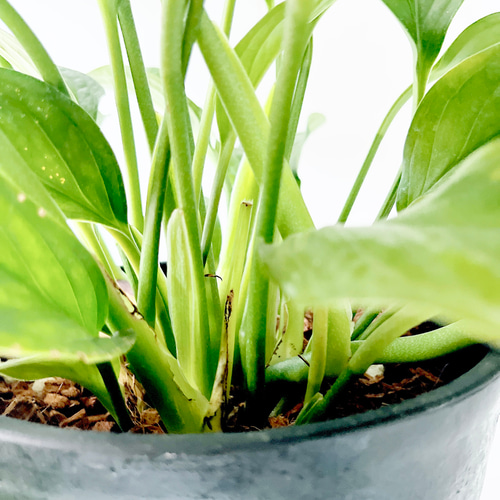 希少》607. モンステラ カルステリアナム 観葉植物 大型 多肉