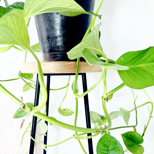 希少》607. モンステラ カルステリアナム 観葉植物 大型 多肉